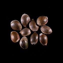 Dosidos - 10+3 Seed