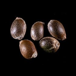 Dosidos - 5+2 Seed