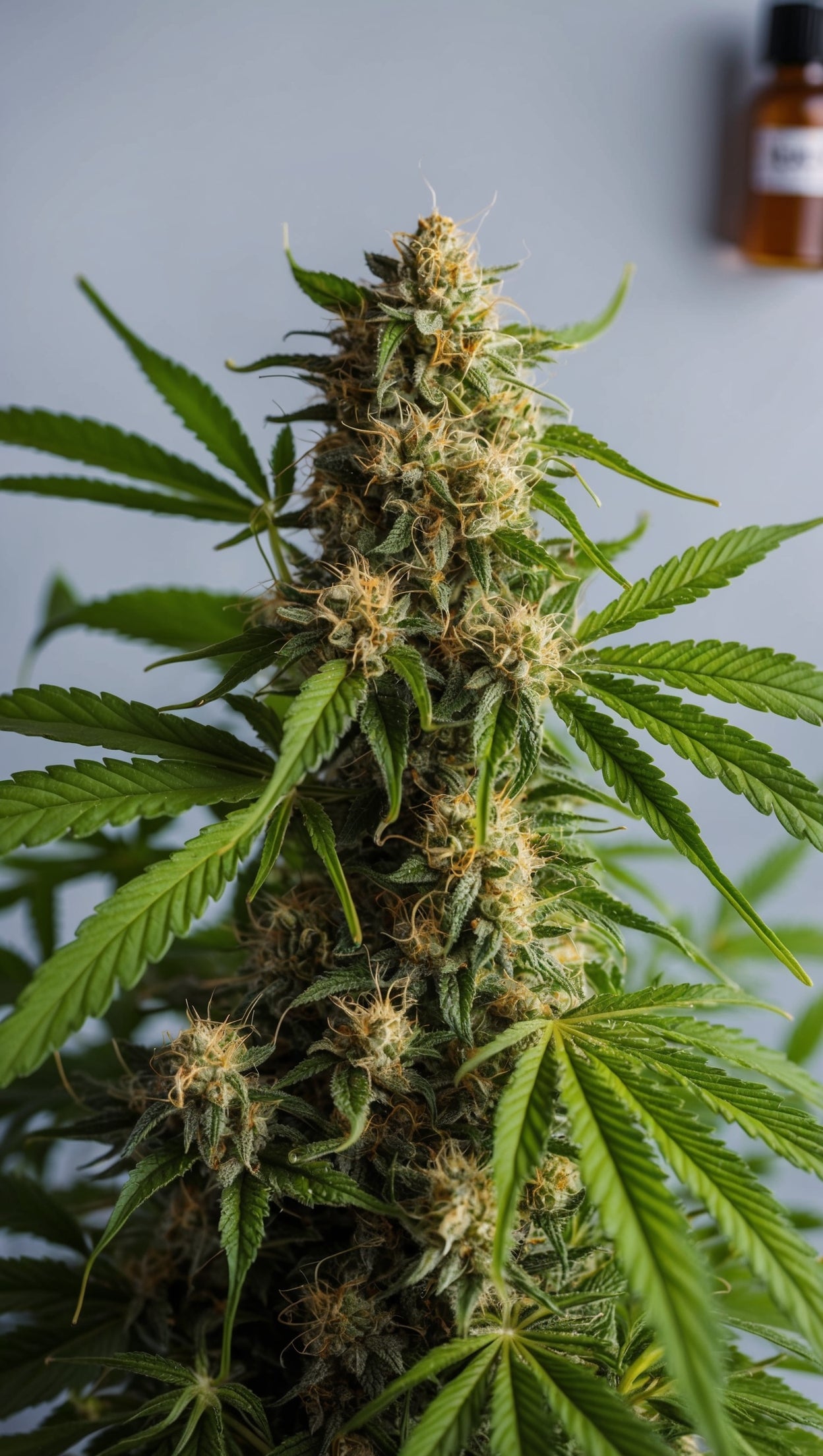 text-image-Cannabis Rezept Wiesbaden - Medizinisches Cannabis kaufen