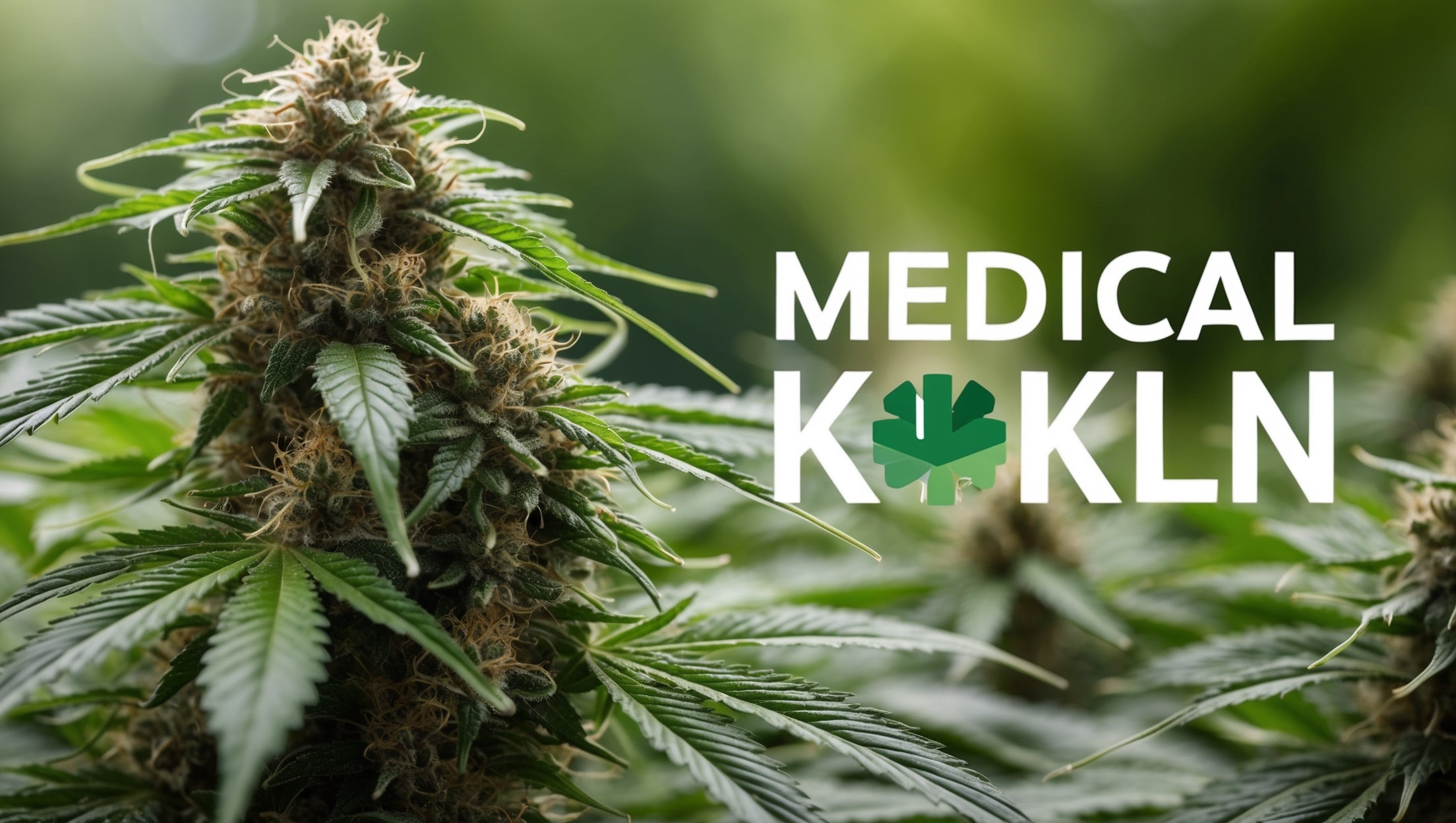 main-image-Cannabis Rezept Köln - Medizinisches Cannabis kaufen