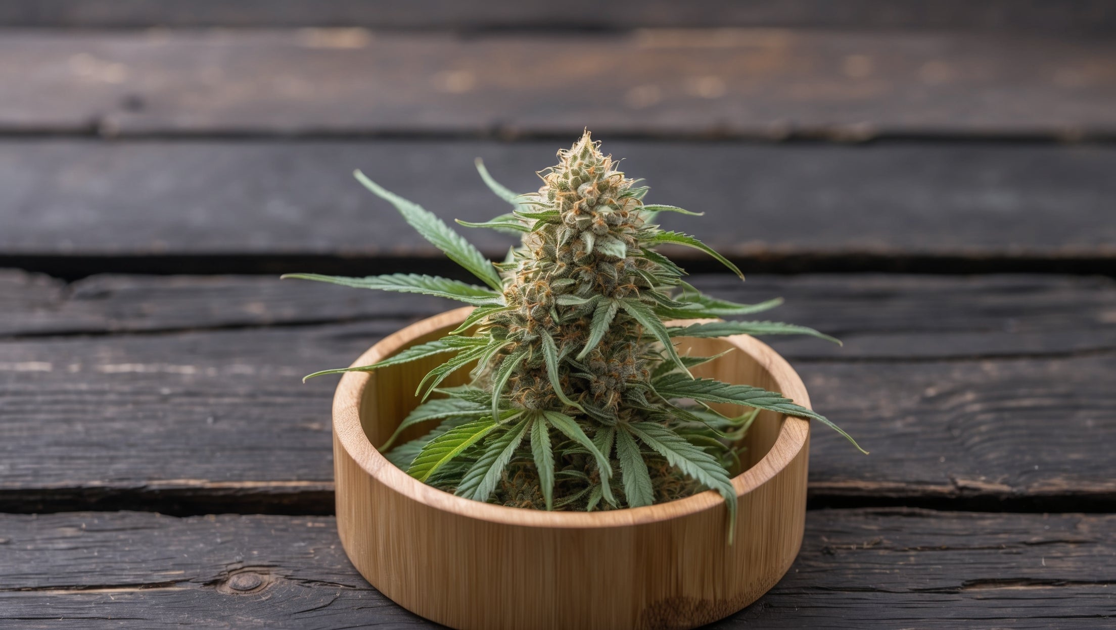 main-image-Cannabis Rezept Ludwigshafen - Medizinisches Cannabis kaufen