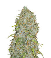 Original Auto Jack Herer (Fast Buds)