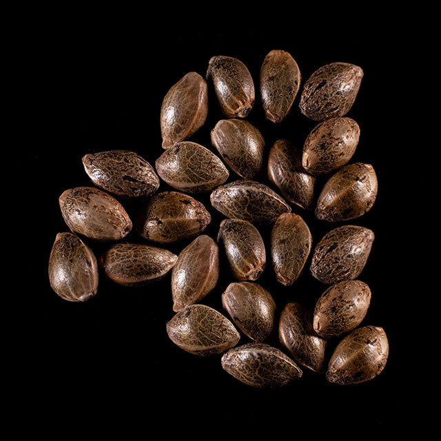 Dream Sherbet - 25 Seed