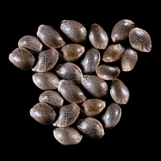 Dream Sherbet Auto - 25 Seed