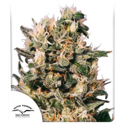 Euforia | Feminized