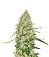 Critical Bilbo CBD (Genehtik Seeds)