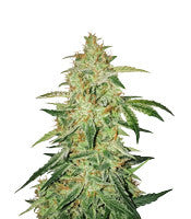 SODK Auto (Mephisto Genetics)
