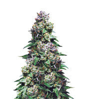 Purple Urkle (Pyramid Seeds)