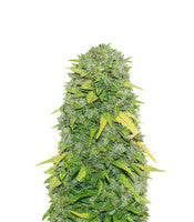 Fast & Vast Auto (Heavyweight Seeds)