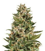 White Crystal Meth Auto (Original Sensible Seeds)
