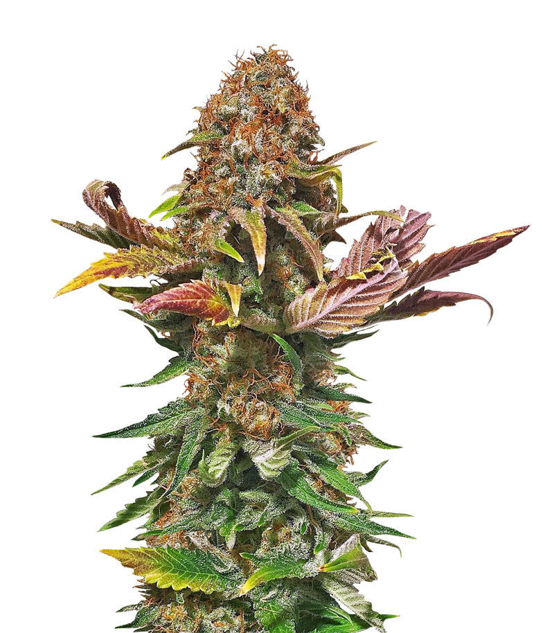 Florida Gaspack (Humboldt Seeds)