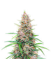 Sour Jealousy Auto (Fast Buds)