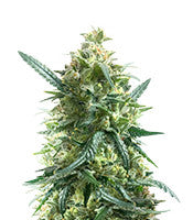 Gary Payton (Barney's Farm)