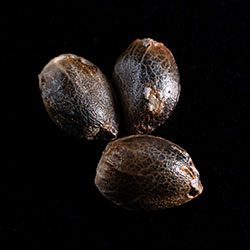Ginger Punch Auto - 3+1 Seed