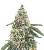 Girl Scout Cookies Autoflower (Seedstockers)