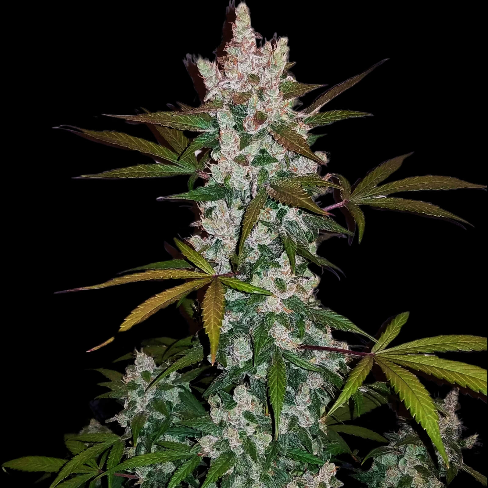 Green Scout Cookies Seeds - Feminisiert (20% THC)