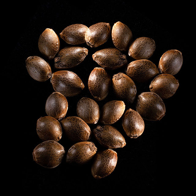 Gnomo Auto - 25 Seed