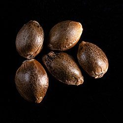 Gnomo Auto - 5+2 Seed