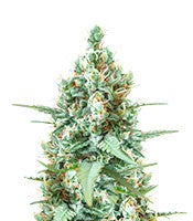 Godzilla Original Glue GG#4 Auto (Herbies Seeds)