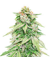 GG#4 Original Glue Autoflower (Seedstockers)