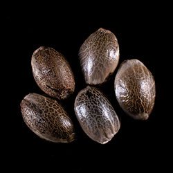 Gorilla King Auto - 5+2 Seed