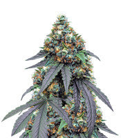 Gorila (Pyramid Seeds)