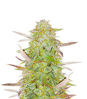 Grandmommy Purple Auto (Herbies Seeds)