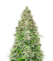 Original Afghan Kush Auto (Fast Buds)