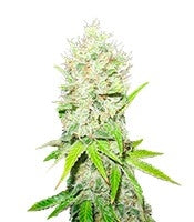 Jack La Mota (Medical Seeds)