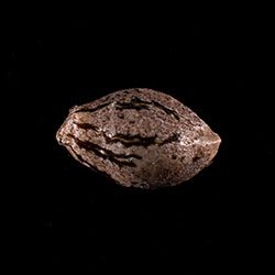 Hellfire OG - 1 Seed
