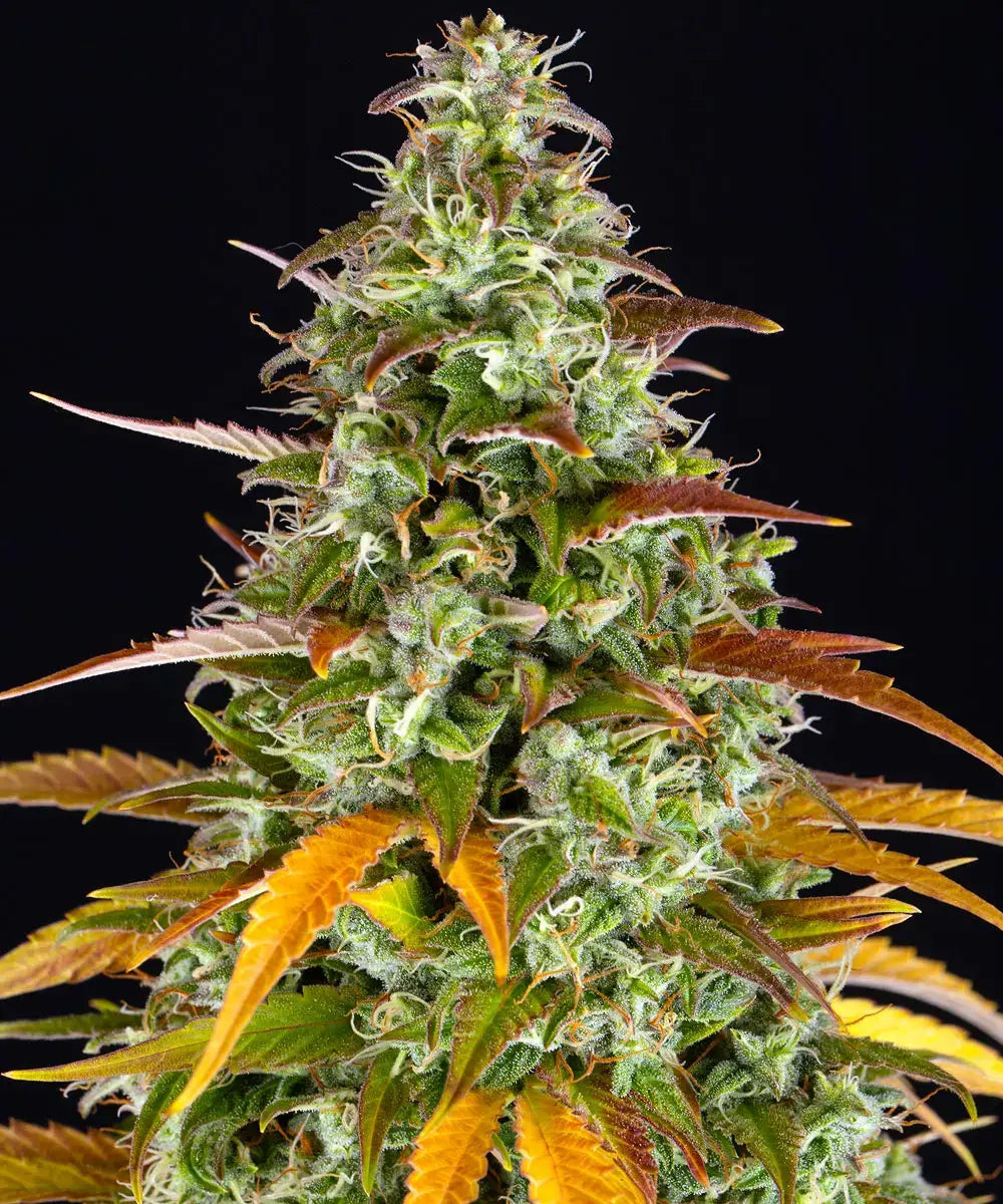 Barneys Farm Watermelon Zkittlez Car - 1 piece