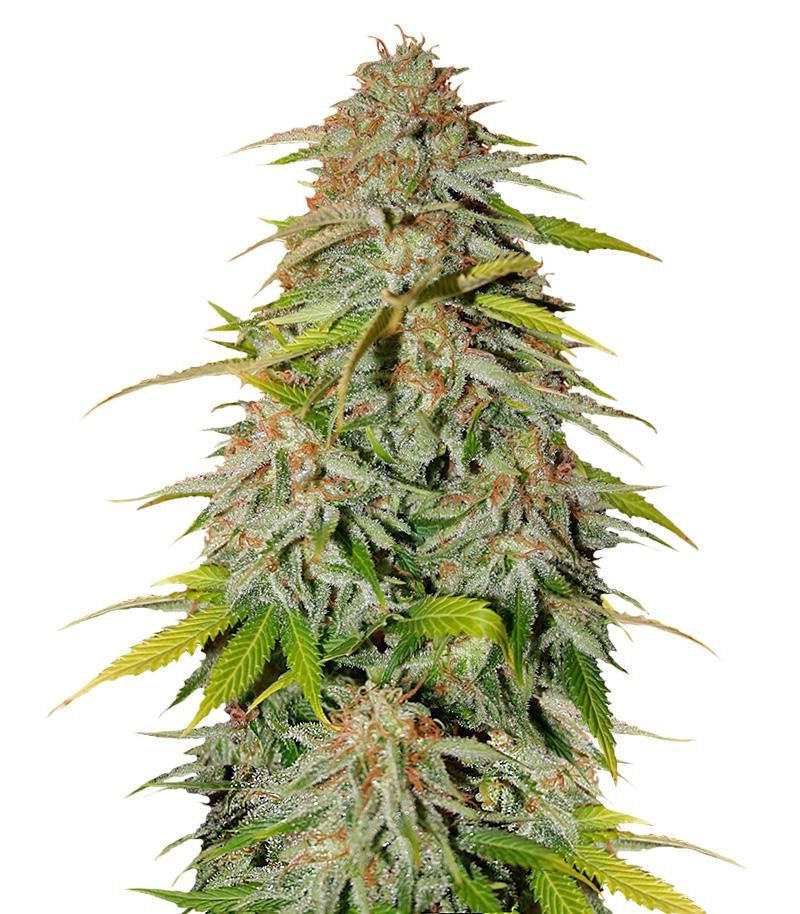 Ice Cream Cake Fast Flowering (Humboldt Seeds)