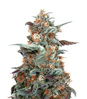 Devil Cream Auto (Sweet Seeds)