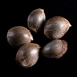 CBDV Auto - 5+2 Seed