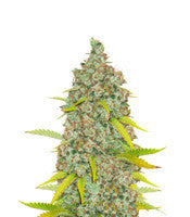 Moonshine's Ghost Train Haze (Rare Dankness Seeds)