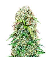 Jack Herer Car (Seedstockers)
