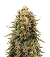 Jack Herer (Blackskull Seeds)