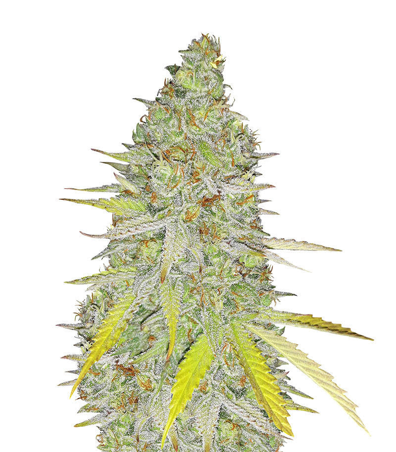 Chocolate Mint OG Auto (Humboldt Seeds)