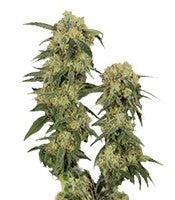 Pamir Gold (Dutch Passion)