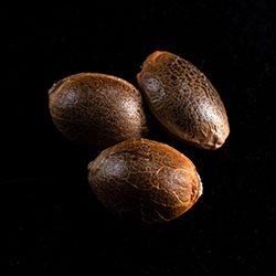 Kama Kush CBD - 3+1 Seed