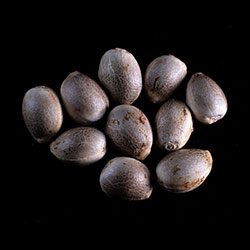Karibbean Mango - 10+3 Seed