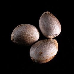 Karibbean Mango - 3+1 Seed
