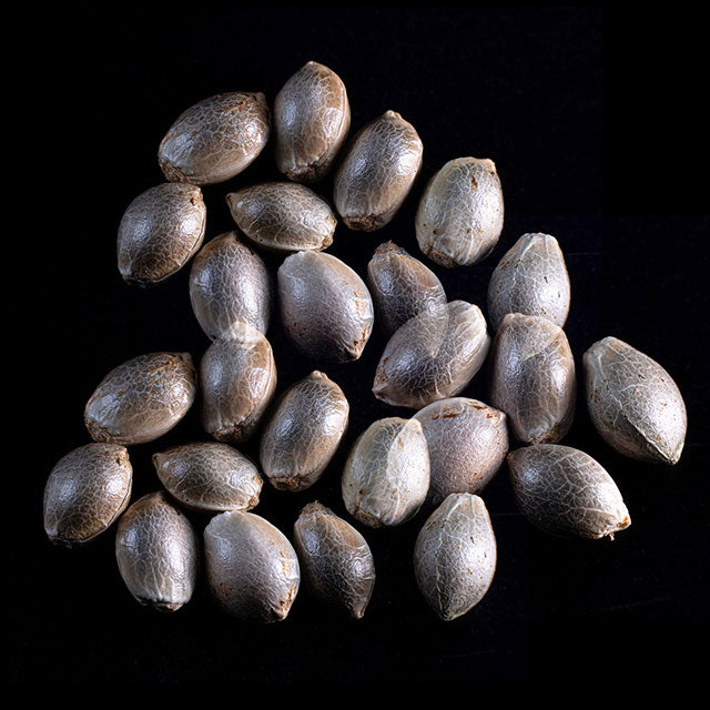 Kiss - 25 Seed