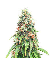 Kosher Cookies (DNA Genetics)