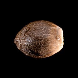 Kritic Auto - 1 Seed