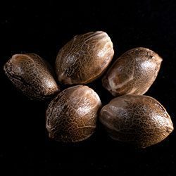 Kritic Auto - 5+2 Seed
