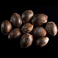 Kritikal-K - 10+3 Seed