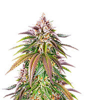 Kush Mintz (Barney's Farm)