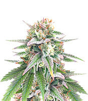 Kush 'N' Cookies CBD (Garden of Green)