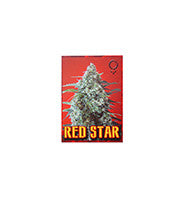 Red Star Auto (Rockwell Seeds)